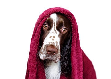 Skin and Coat Products Solve Problems for Pet Owners